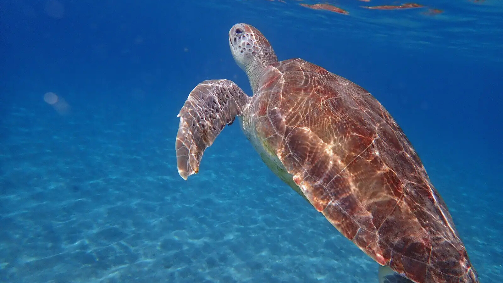 Curaçao Beach Hopping Adventure: Swim with Turtles & See Flamingos