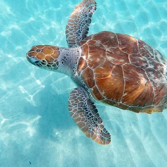 curacao-swimming-with-turtles